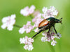 Garden Chafer Beetle Attractant Lure