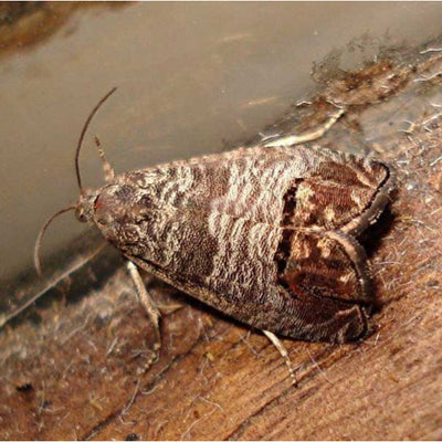 Codling Moth Pheromone Trap