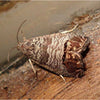 Codling Moth Nematodes & Trap Bundle