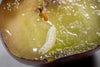 Drosophila Suzukii Fruit Fly Liquid Attractant Trap