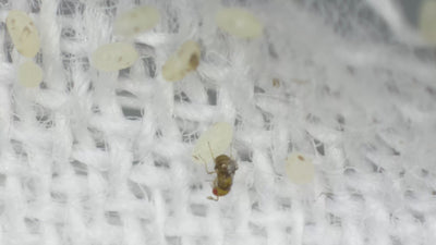 Clothes Moth Egg Killer Sachets - Trichogramma Parasitic Wasps
