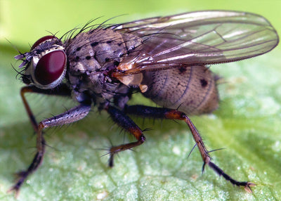House Fly Trap & Attractant - Kills Common Bluebottle, Greenbottle Flies
