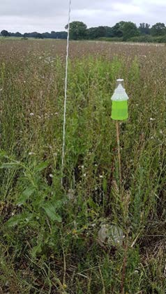 Bruchid Beetle Trap - Includes Attractant Lure