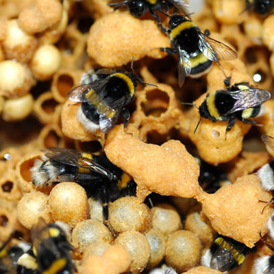 Beepol Live Bumblebee Colony