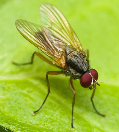 House Fly Trap & Attractant - Kills Common Bluebottle, Greenbottle Flies