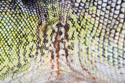 Taurrus Snake & Reptile Mite Predators