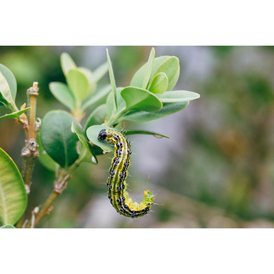 Box Tree Caterpillar Killer Nematodes