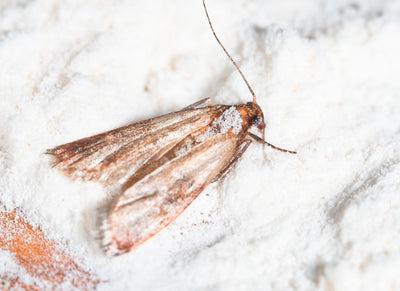Pantry Moth Egg Killer Sachets - Trichogramma Parasitic Wasps