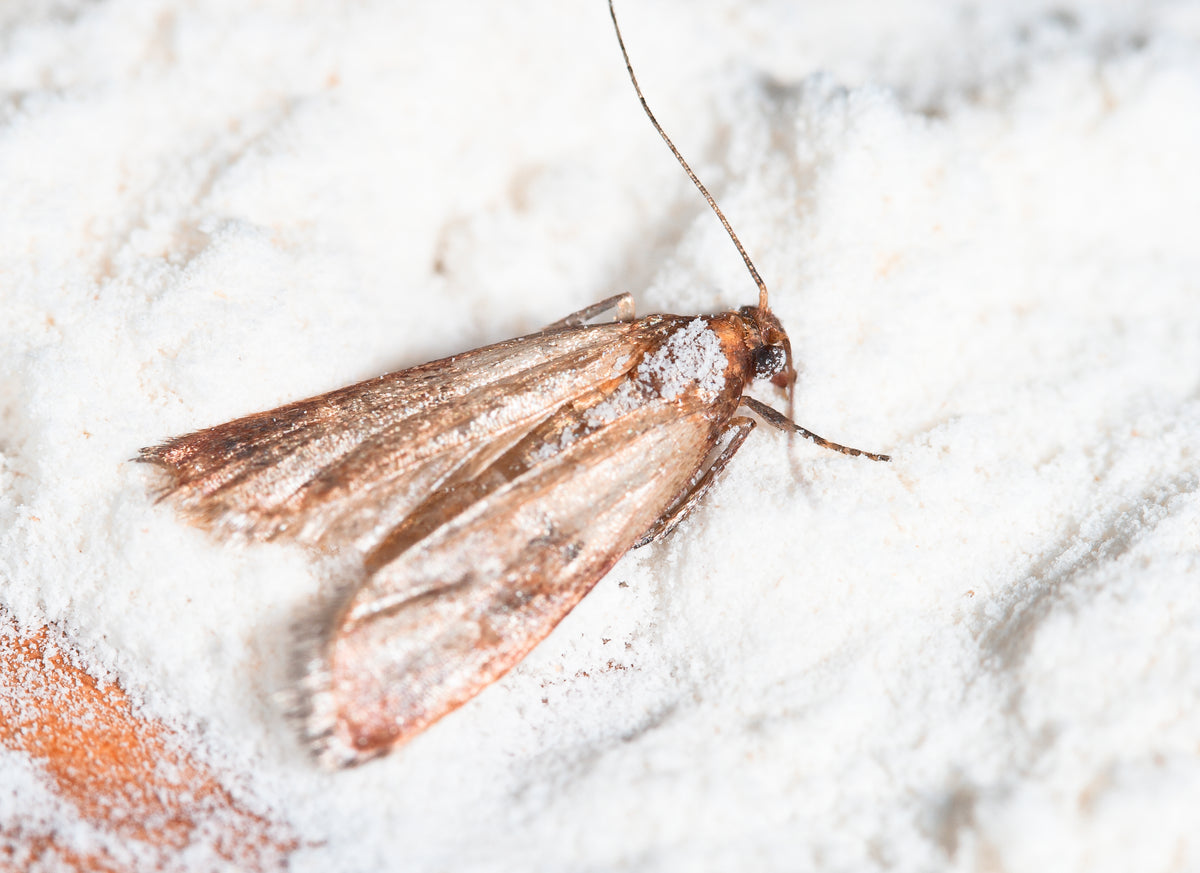 Pantry Moth Pheromone Lure (Indian Meal Moth Pheromone Lure)