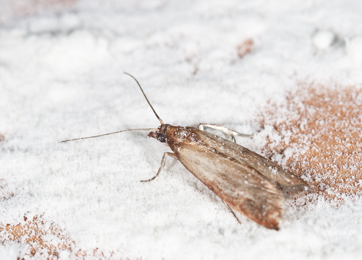 Pantry Moth Control Bundle: Pheromone Trap & Moth Egg Killer Sachet