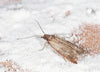 Pantry Moth Pheromone Lure (Indian Meal Moth Pheromone Lure)