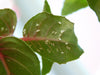 Fuchsia Gall Mite Killer - Amblyseius andersoni
