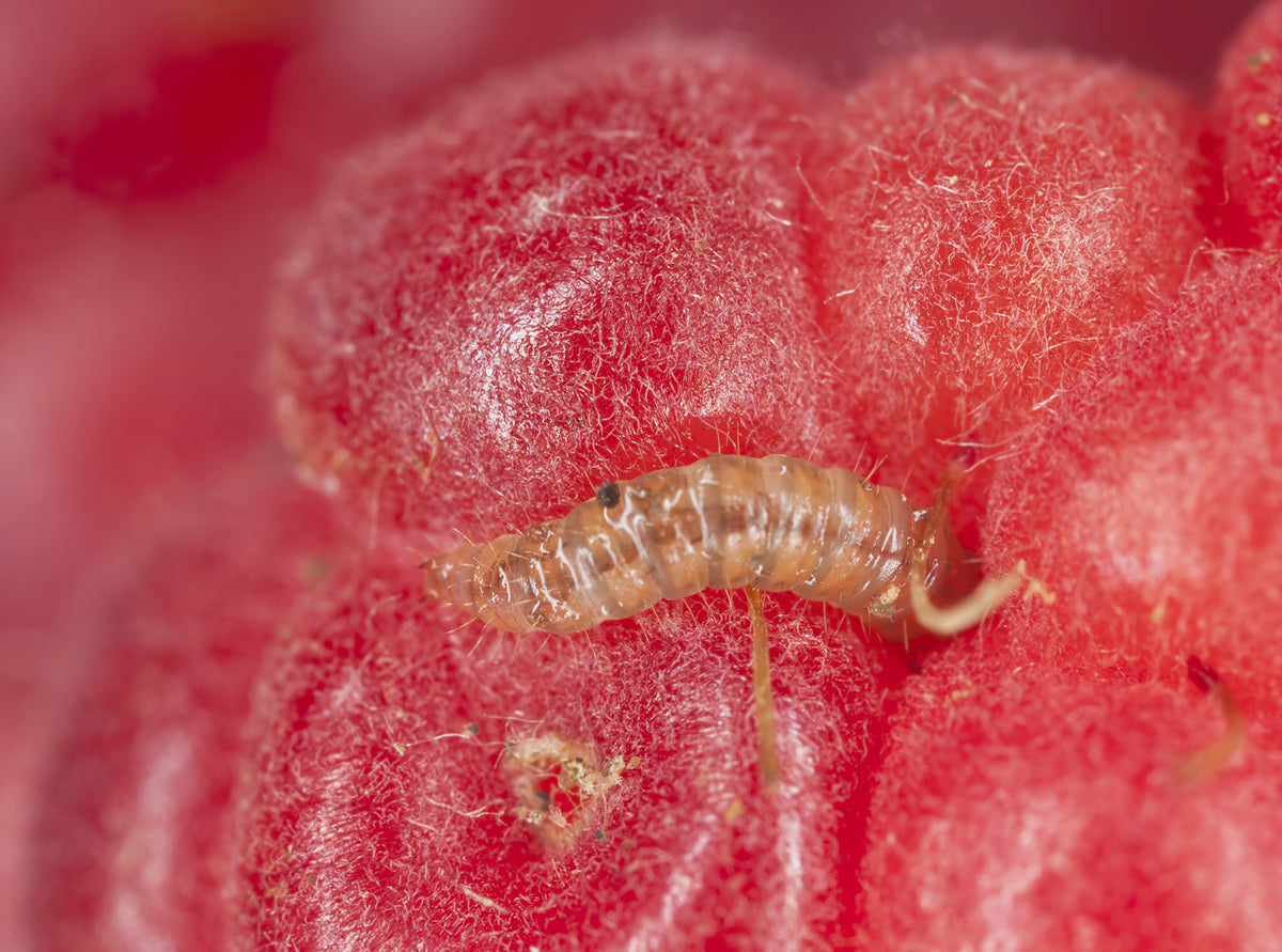 Raspberry Beetle Attractant Lure