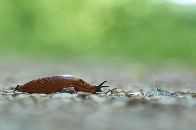 Slug Killer Nematodes - Phasmarhabditis sp.